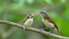 爱鸟周的宣传标语（爱鸟周的宣传标语是什么）