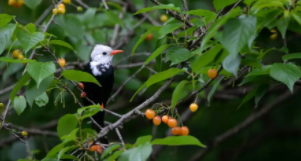 保护鸟类的宣传语简单（保护鸟类的宣传语简单易懂）