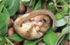 十大冬眠动物排名（十二种冬眠的动物）