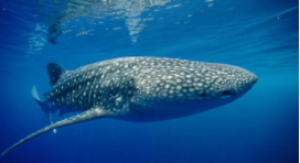 海洋中的世界之最（海洋之最的生物）