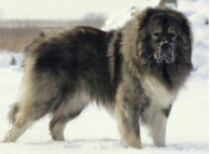 高加索能打过坎高犬吗（高加索打不过哪些狗）