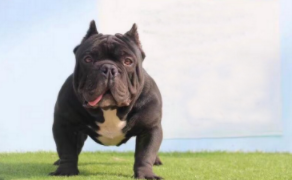 世界猛犬排名前十（世界猛犬排名前十的狗）