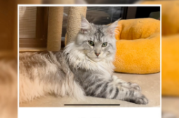 最大的猫咪品种（最大的猫咪品种是什么）