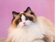 猫咪品种及价格（猫咪品种及价格表）