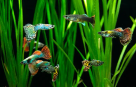 热带鱼品种（热带鱼品种有哪些）