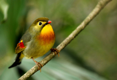 鸟类的三大特征（小鸟的特点简单介绍）