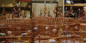 广州宠物鸟市场现在怎样（宠物鸟批发市场在哪里）