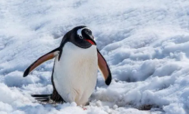 企鹅的特征（企鹅的特征和生活方式）