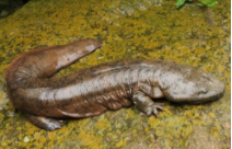 大鲵是我国特有的珍稀动物吗（大鲵是不是珍稀动物）