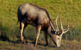 人们俗称的四不像是什么动物（被称为四不像的是什么动物）