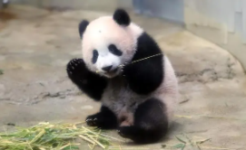 我国特产的珍稀动物有哪些（我国特有的珍稀动物是什么）