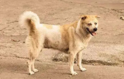 中华田园犬12个品种介绍（中华田园犬12个品种图）