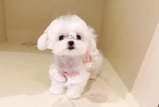 小型犬马尔济斯多少钱（马尔济斯犬一只多少元）