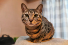 宠物猫十大品种（宠物猫十大品种大全）