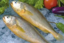 海鱼类大全（鱼类大全识鱼）