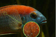 鹦鹉鱼白点病消灭方法（鹦鹉鱼白点病消灭方法有哪些）