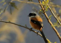 鸟类保护标语（鸟类保护标语口号）