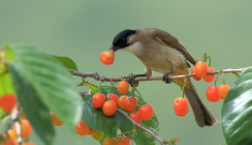 小鸟爱吃啥（小鸟爱吃什么食物,有什么爱好）