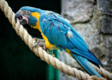 十大名贵鹦鹉价钱（十大名贵鹦鹉价钱表）