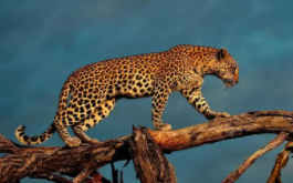 跑得快的动物（跑得比较快的动物排名）