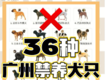 城市禁止养的大型犬种（城市禁止养的大型犬种类有哪些）