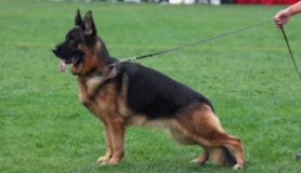 csv德国牧羊犬前十名排名（德国牧羊犬排第几名）