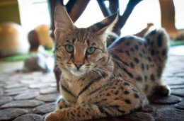 世界上最贵的猫排名（世界上最贵的猫排名前十）