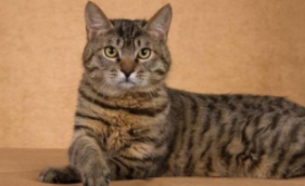 中华田园猫狸花猫在外国多少钱（中华狸花猫在外国受欢迎吗）