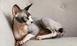 十大最聪明的猫咪（最聪明的猫排名第一,还很可爱）