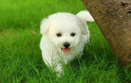 什么宠物最便宜又好养（什么宠物便宜又好养学生党）