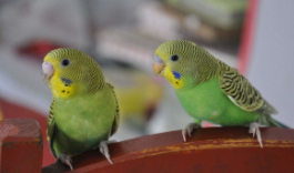 鸟大全 批发（鸟类市场 大全）