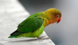 广州哪里有卖鸟的宠物店（广州宠物鸟在哪里买）