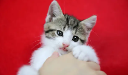 被猫抓了一下有红色划痕 没流血（被猫抓了一下有红色划痕 没流血要打狂犬疫苗吗）