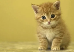 小猫挠没出血但蹭破点皮（小猫挠没出血但蹭破点皮有一点红）