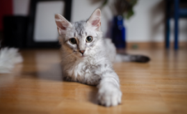 被猫抓了一道印子浮起来了（猫抓了一条红印子怎么办）