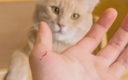 猫抓后多久算是安全了（猫抓十天后猫没死人用打针吗）