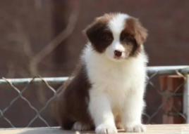 边境牧羊犬的起源和历史（边境牧羊犬源于哪里）