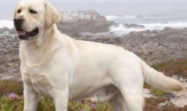 把拉布拉多送人的后果（把拉布拉多送人的后果是什么）