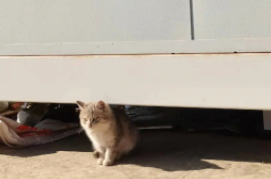 猫猫丢了怎么快速找到它（猫在小区丢了怎么找）