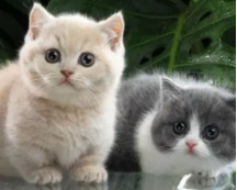 小孩子适合养什么迷你宠物猫（小孩适合养什么小型宠物）