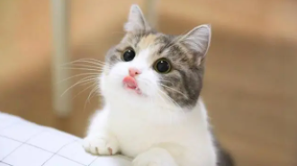 买卖宠物猫的交易平台官网（买卖宠物狗的交易平台介绍）