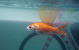 养的鱼身上有白点（养的鱼身上有白点是怎么回事）