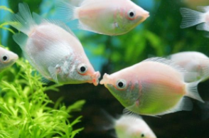 宠物鱼品种大全（宠物鱼品种大全淡水）