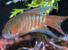 宠物鱼品种大全及图片（宠物鱼品种介绍）