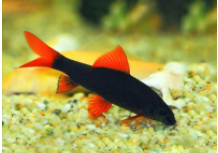 观赏水族（观赏水族鲨鱼多少钱一只）