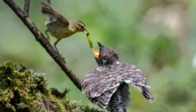 给鸟吃啥（给鸟吃啥不生病）
