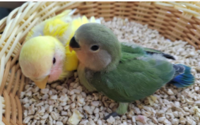 养一只小鸟需要花多少钱（养鸟一年能赚多少钱）