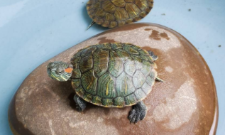  乌龟是什么类动物（乌龟是哪类动物?）