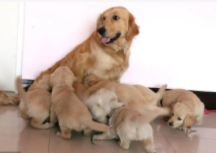 养金毛公的好还是母的好（养金毛公好还是母犬好）