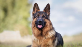 德国牧羊犬的四大品种（德国牧羊犬品种大全）